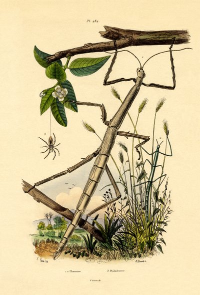 Running Crab Spider by French School